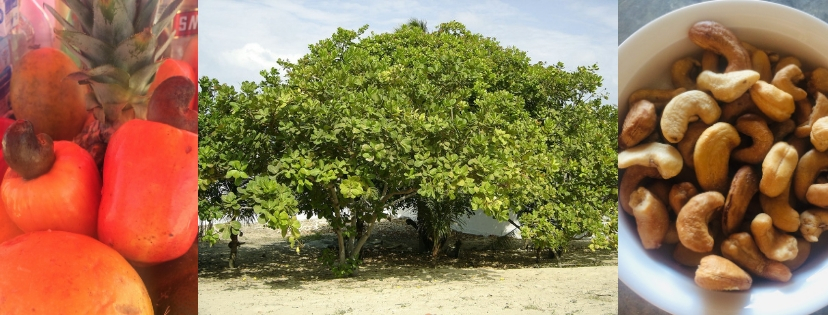 Noix de cajou et anacardier