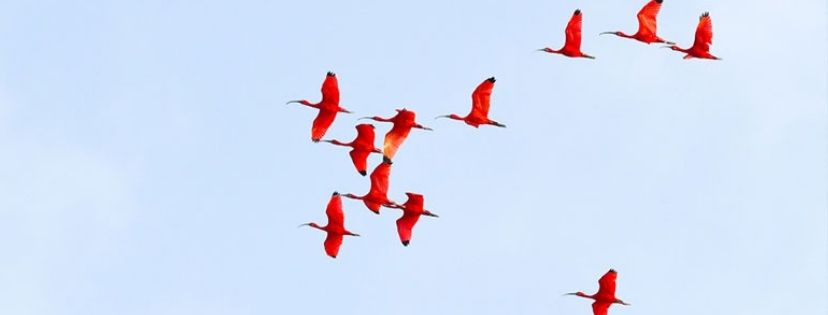 Ibis rouges dans le delta