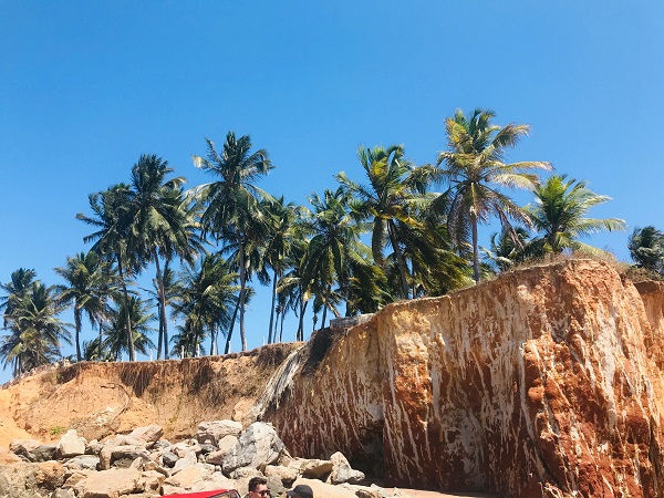 Cocotiers sur les falaises