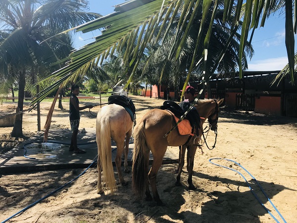 Les chevaux